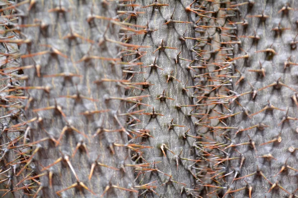 Kaktus Tła Lub Ściany Miejsca Kopiowania Tekstu Modny Nowoczesny Bliska — Zdjęcie stockowe