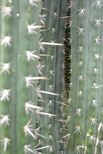 Achtergrond Muur Gemaakt Van Hoog Cactussen Wit — Stockfoto