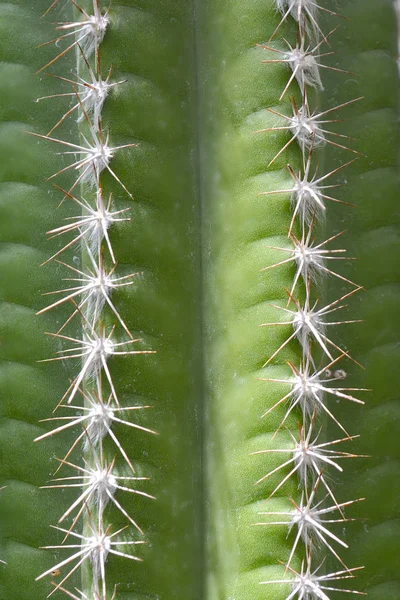 Design Moda Cactus Colore Verde Originale Chiudi Natura Morta Minima — Foto Stock