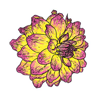 Dahlia kafa. Botanik vintage mürekkep illüstrasyon. El çekilmiş çiçek ve bitki beyaz arka plan üzerinde izole et. Siyah ve renkli çiçekçi öğeleri. Vektör.