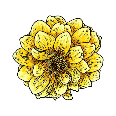 Renk, kroki, beyaz arka planda siyah çizgi resimler çizmeye dahlia veya zinnia çiçeği. Vektör.