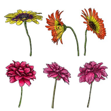 Dahlia çiçek kümesi, daisy ve zinnia akraba türler içerir. Mürekkep çiçek sanat. Çiçek başı düğün dekorasyon, Sevgililer günü, anneler günü, satış ve diğer olaylar için. Vektör.