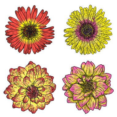 Çiçekler ayarlayın. Botanik Dahlias ve zinnia illüstrasyon yaz tasarım öğeleri. Siyah ve beyaz koleksiyonu elle çizilmiş çiçek ve otlar beyaz arka plan üzerinde izole et. Vektör.