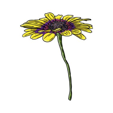 Açık yaprakları daisy baş çiçek. Çiçek Botanik çizimler. Renkli sanat. Vektör.