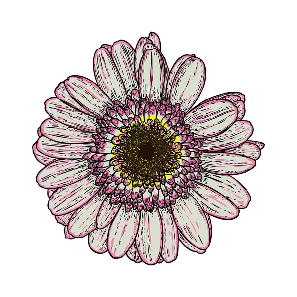 Dessins Fleurs Daisy Ligne Art Fleurs Dessiné Main Isolé Sur — Image vectorielle