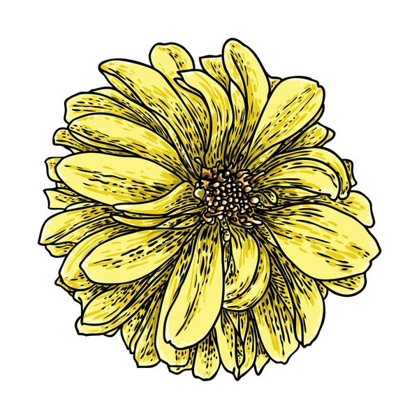 Dahlia Çiçeği Papatya Krizantem Zinnia Akraba Türler Içerir Mürekkep Çiçek — Stok Vektör