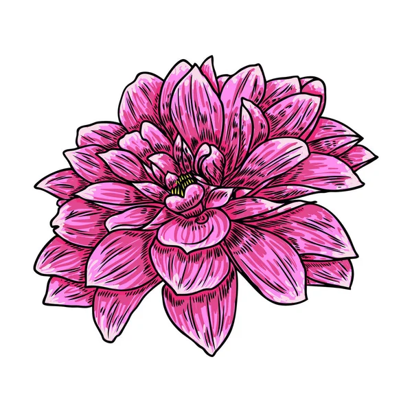 Flor Dahlia Ilustración Botánica Tinta Negra Color Vintage Elementos Diseño — Vector de stock