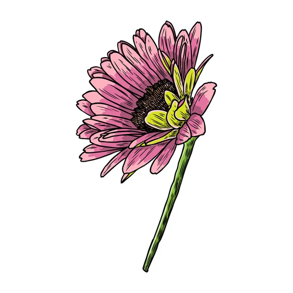 Desenho Flor Margarida Floral Mão Desenhada Elemento Botânico Ilustração Vetor —  Vetores de Stock