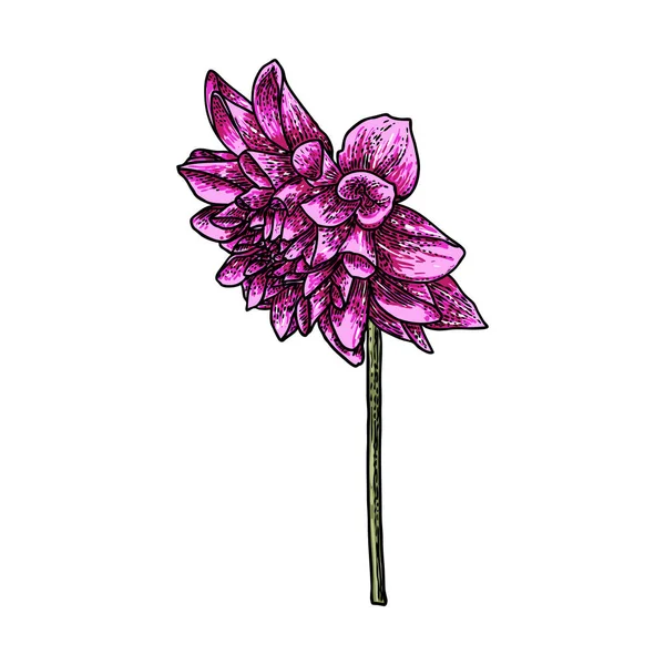 Ντάλια Ζίννια Λουλούδι Σχεδίασης Χρώμα Σκίτσο Της Τέχνης Μαύρη Γραμμή — Διανυσματικό Αρχείο