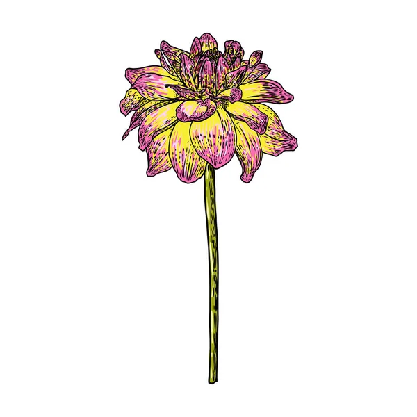 Dahlia Zinnia Flower Drawing Color Sketch Black Line Art White — Stock Vector