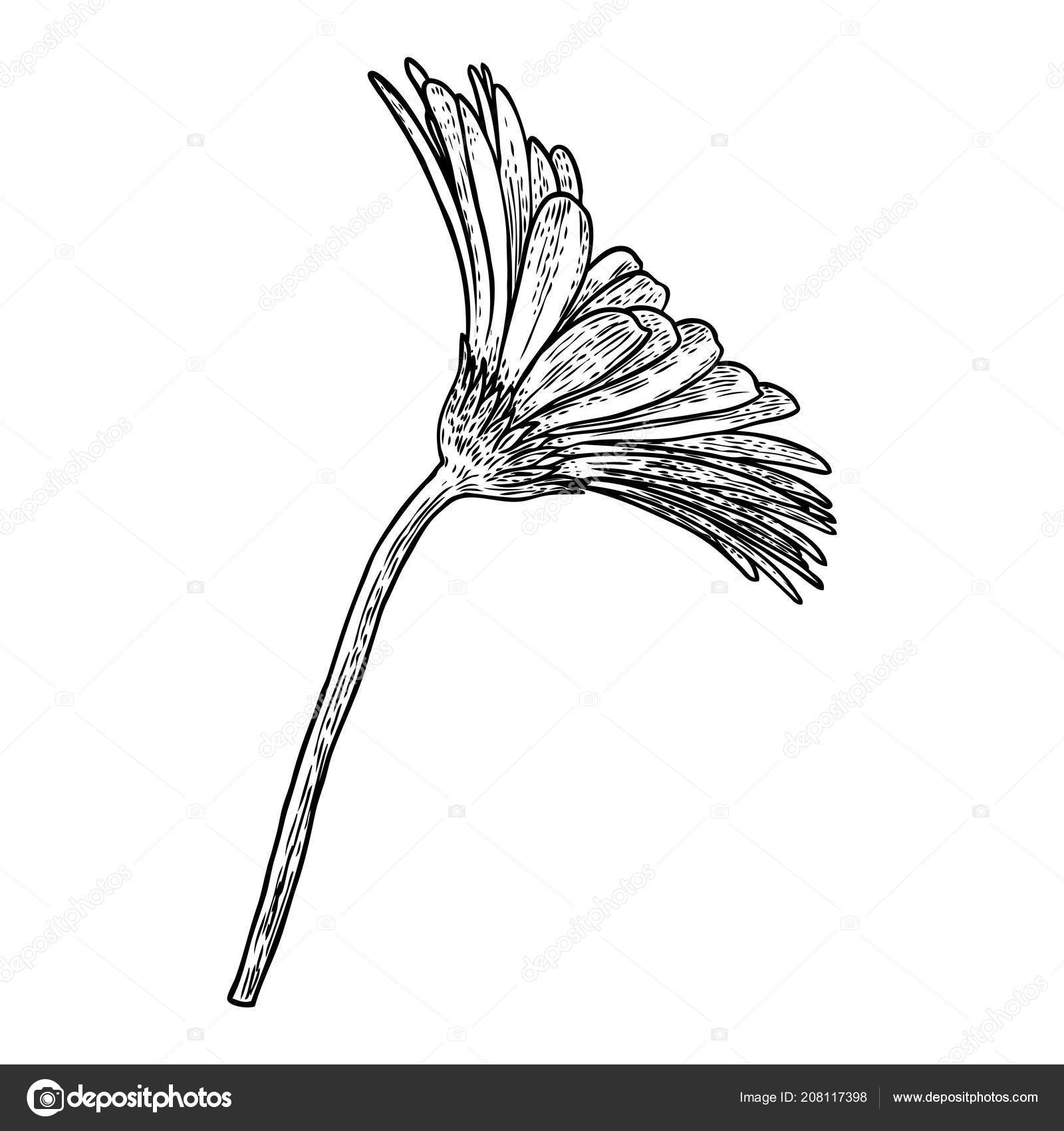 Vettore Disegno Margherita Bianco E Nero Fiore Testa