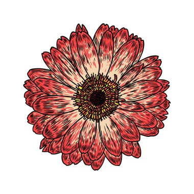 Papatya çiçek botanik kroki. Papatya çiçek çizim. Renk satır resmi beyaz arka plan üzerinde izole. El botanik illüstrasyonlar çekilmiş. Vektör.