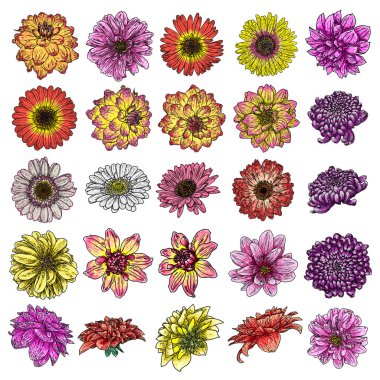 Daisy, krizantem ve Zinnia dahil Dahlia çiçek ve türlerin büyük küme. Mürekkep çiçek sanat. Çiçek başı düğün dekorasyon, Sevgililer günü, anneler günü, satış ve olaylar için. Vektör.