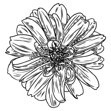 Dahlia çiçeği. Botanik siyah beyaz mürekkep vintage illüstrasyon. Yaz tasarım öğeleri. Daisy, krizantem ve zinnia akraba türler içerir. Çiçek kafa. Vektör.
