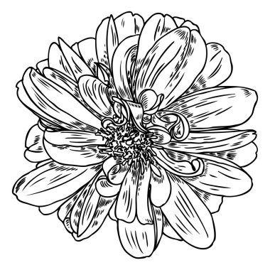 Çizim, dahlia veya zinnia çiçeği kroki, beyaz arka planda siyah çizgi resimler. Vektör.