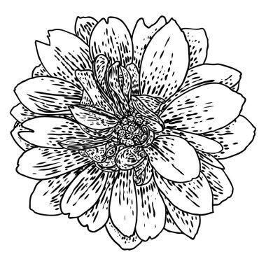 Dahlia çiçeği, papatya, krizantem ve zinnia akraba türler içerir. Mürekkep çiçek sanat. Çiçek başı düğün dekorasyon, Sevgililer günü, anneler günü, satış ve diğer olaylar için. Vektör.