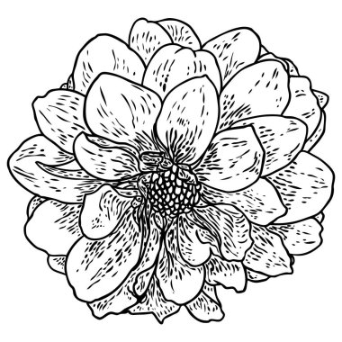 Dahlia çiçeği, papatya, krizantem ve zinnia akraba türler içerir. Mürekkep çiçek sanat. Çiçek başı düğün dekorasyon, Sevgililer günü, anneler günü, satış ve diğer olaylar için. Vektör.