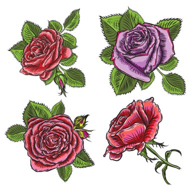 Vintage çiçek detaylı elle çizilmiş yaprakları kümesiyle yükseldi. Victoria kavramı dövme çiçek tasarım öğesi koleksiyonu. Buket sanat. Beyaz arka plan üzerinde izole. Vektör.