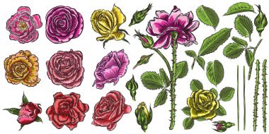 Gül kurucu atandı. Çiçek koleksiyonu DIY. Kır çiçekleri kartları ve düğün davetiyesi tasarımı için karıştırın. Çiçek çiçek başları, 