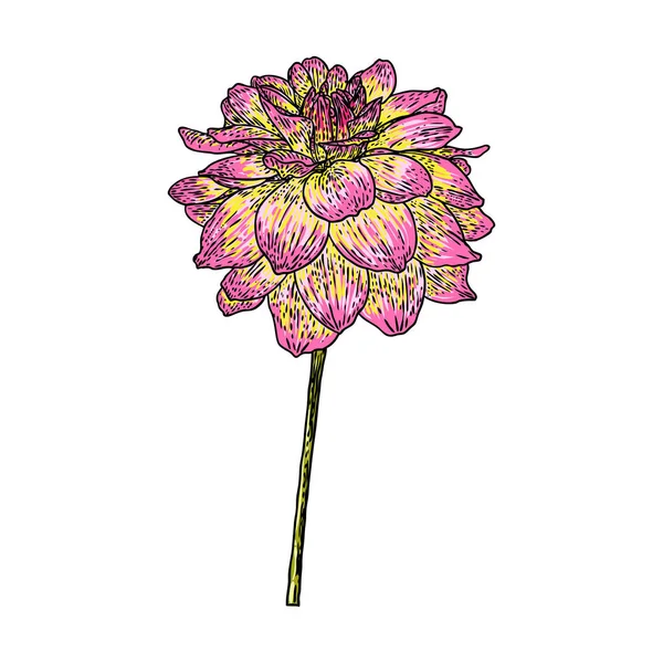 Dahlie Oder Zinnia Blumenzeichnung Farbe Skizze Der Schwarzen Linienkunst Auf — Stockvektor
