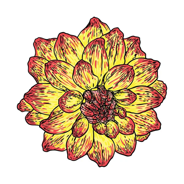 Ντάλια Λουλούδι Συναφών Ειδών Περιλαμβάνουν Μαργαρίτα Χρυσάνθεμο Και Ζίννια Μελάνι — Διανυσματικό Αρχείο