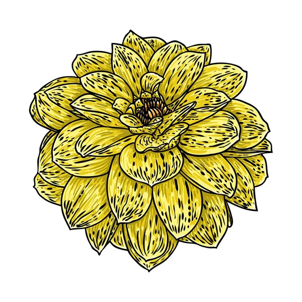 Flor Dahlia Ilustración Botánica Tinta Negra Color Vintage Elementos Diseño — Vector de stock