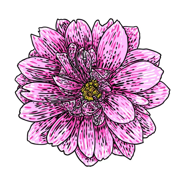 Ντάλια Βοτανική Εικονογράφηση Στοιχεία Σχεδίασης Μαύρο Και Χρώμα Floral Κεφαλή — Διανυσματικό Αρχείο