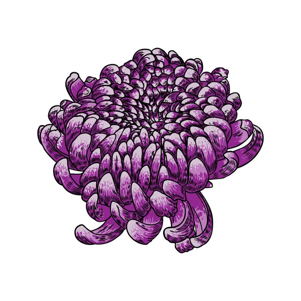 Handgezeichnete Chrysanthemenblüte Isoliert Auf Weißem Hintergrund Farbige Violette Illustration Skizzenstichstil — Stockvektor