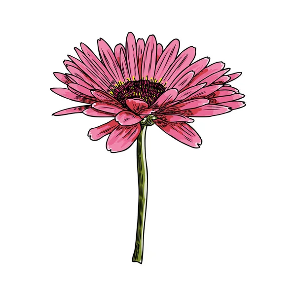 Tekening Daisy Bloem Floral Hand Getekend Botanische Element Illustratie Vector — Stockvector