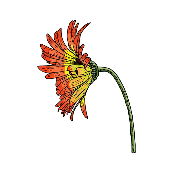 開いた花びらデイジーの頭花 花植物の図面 カラー線画 ベクトル — ストックベクタ