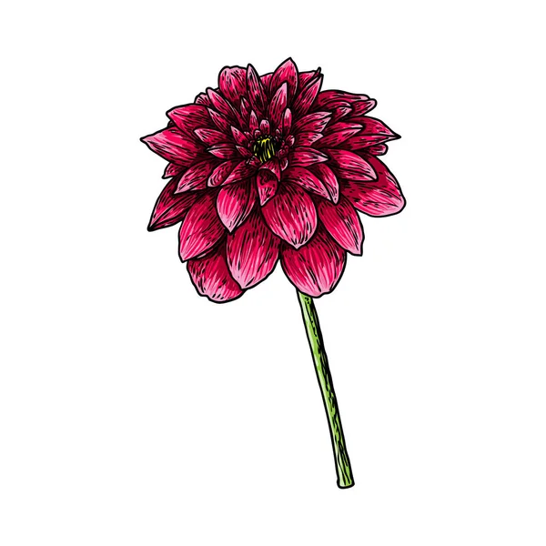 Dahlia Flor Espécies Relacionadas Incluem Margarida Crisântemo Zinnia Tinta Arte —  Vetores de Stock