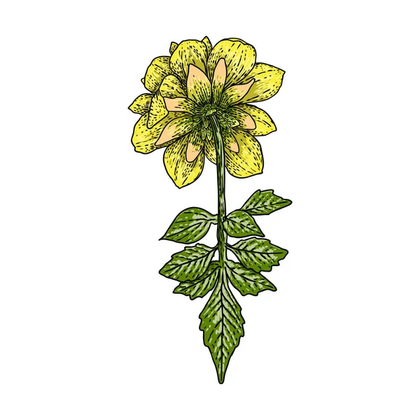 Dahlie Botanische Illustration Designelemente Schwarz Und Farbe Blumenkopf Für Hochzeitsdekoration — Stockvektor