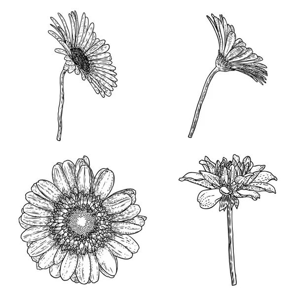 Квіткові Малюнки Ромашкова Лінія Художніх Квітів Рука Намальована Ізольовано Білому — стоковий вектор