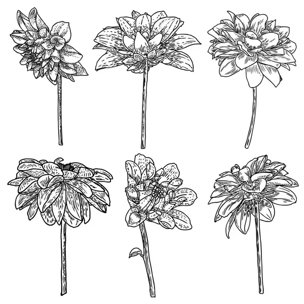 Dahlias Está Pronto Ilustração Tinta Vintage Botânica Coleção Flores Desenhadas — Vetor de Stock