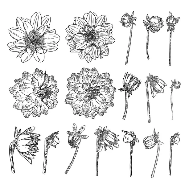 Flores Prontas Dahlias Botânicas Zinnia Ilustração Elementos Design Verão Coleção —  Vetores de Stock