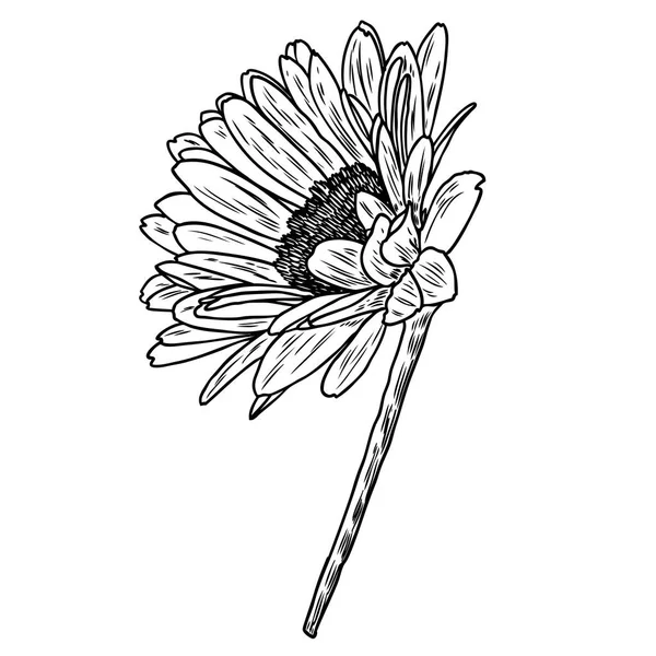 Çizim Papatya Çiçek Çiçek Botanik Eleman Illüstrasyon Çekilmiş Vektör — Stok Vektör