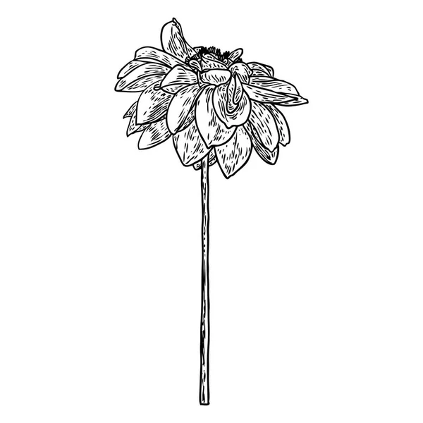 Kwiat Dalia Pokrewne Gatunki Obejmują Daisy Chryzantemy Cynia Kwiatowa Sztuka — Wektor stockowy