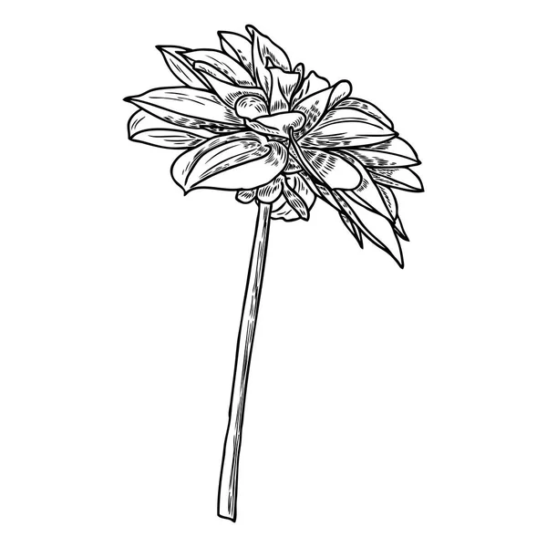 Dahlienblüte Botanische Schwarz Weiß Tinte Vintage Illustration Sommerliche Designelemente Verwandte — Stockvektor