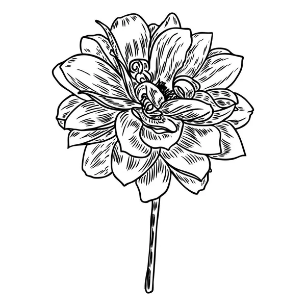 Dahlia Flower Botanical Black White Ink Vintage Illustration Summer Design — Stock Vector