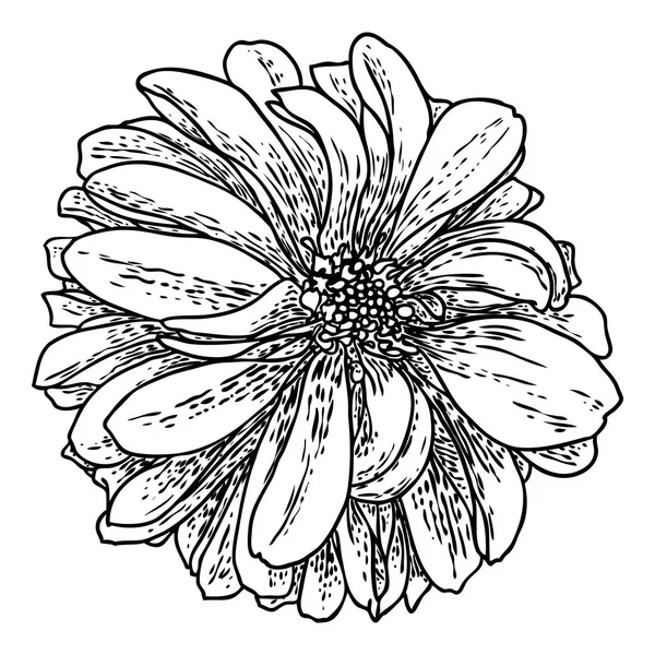 Dahlia Çiçeği Papatya Krizantem Zinnia Akraba Türler Içerir Mürekkep Çiçek — Stok Vektör