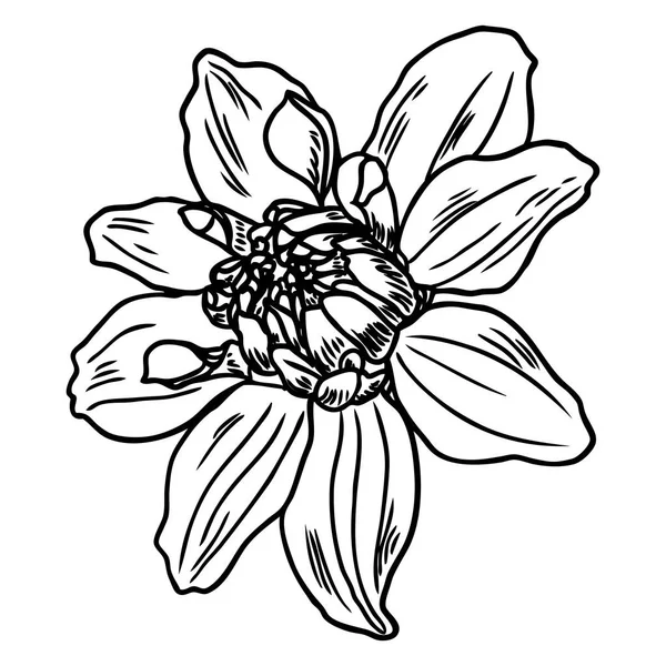Dahlienblüten Verwandte Arten Sind Gänseblümchen Chrysanthemen Und Zinnien Tusche Blumenkunst — Stockvektor