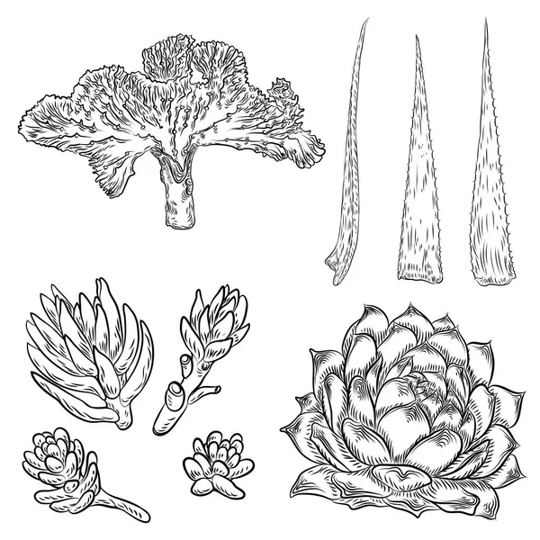 Ensemble Cactus Éléments Forestiers Cactus Sauvages Avec Agave Saguaro Poire — Image vectorielle