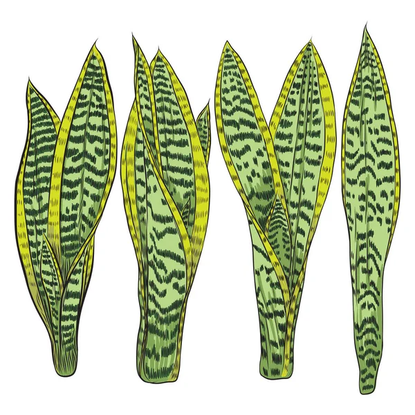 Reihe Von Leuchtend Lebendig Gezeichneten Tropischen Pflanzen Und Blättern Frische — Stockvektor