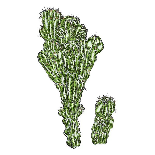 Cactus Vívidos Brillantes Plantas Desérticas Exóticas Suculentas Vector — Vector de stock