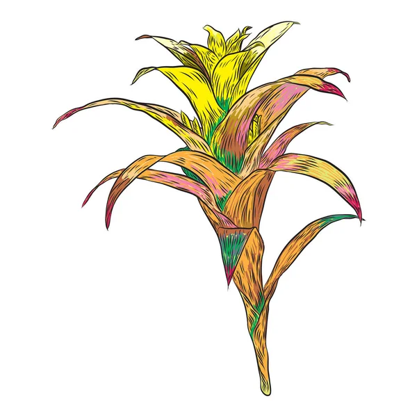 Bromelia Flor Vívida Floresta Exótica Selva Planta Fresca Ilustração Botânica — Vetor de Stock