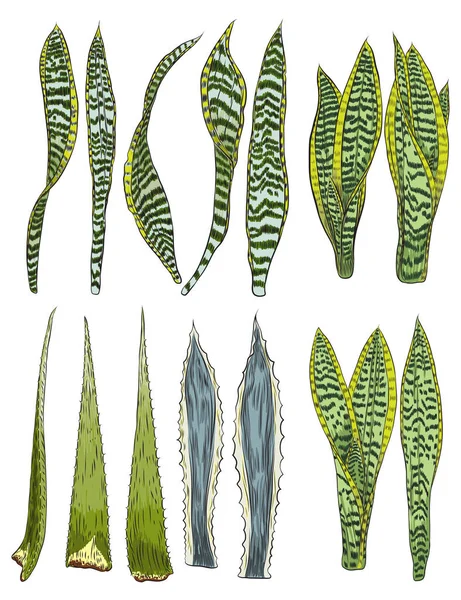 Snake Plant Superba Dan Aloe Vera Set Cerah Daun Tropis - Stok Vektor