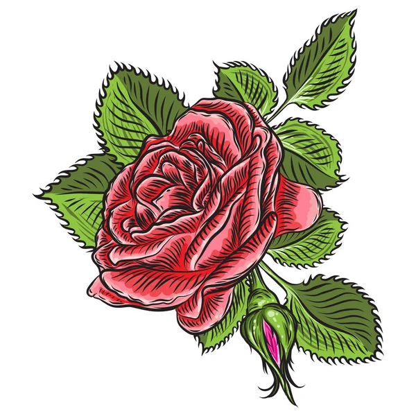 Hermosa Rosa Con Hojas Verdes Aisladas Sobre Fondo Blanco Elemento — Vector de stock