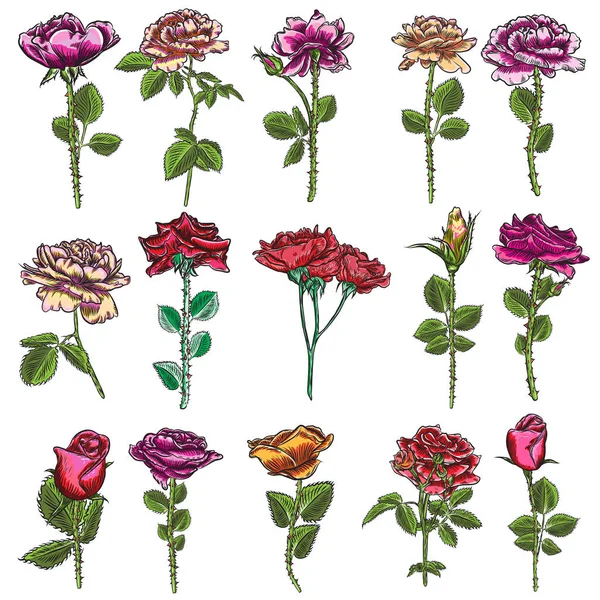 Piękne Czerwone Róże Liści Łodyg Zestaw Bukiet Kwiatów Układ Kolekcji — Wektor stockowy