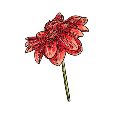 Dahlia çiçeği. Vintage illüstrasyon botanik siyah ve renkli mürekkep. Yaz tasarım öğeleri. Daisy, krizantem ve zinnia akraba türler içerir. Çiçek kafa. Vektör.