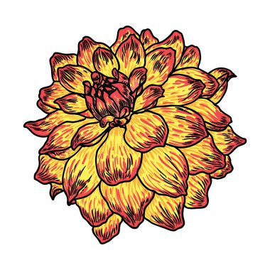 Dahlia çiçeği, papatya, krizantem ve zinnia akraba türler içerir. Mürekkep çiçek sanat. Çiçek başı düğün dekorasyon, Sevgililer günü, anneler günü, satış ve diğer olaylar için. Vektör.